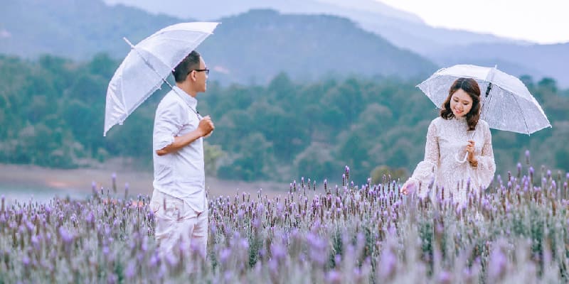Cánh đồng hoa Lavender hồ Tuyền Lâm